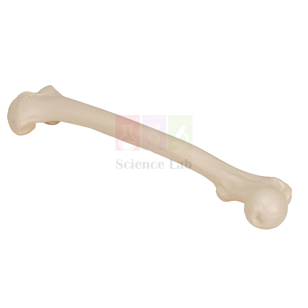 Human Femur Bone Model